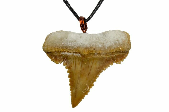 Fossil Shark (Palaeocarcharodon) Tooth Necklace -Morocco #169963